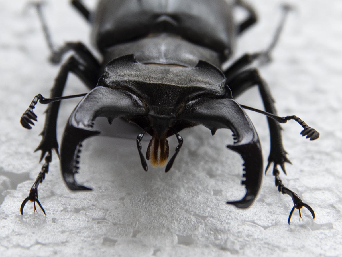 Lucanus cervus